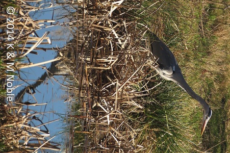 grey heron (Ardea cinerea) K & M Noble